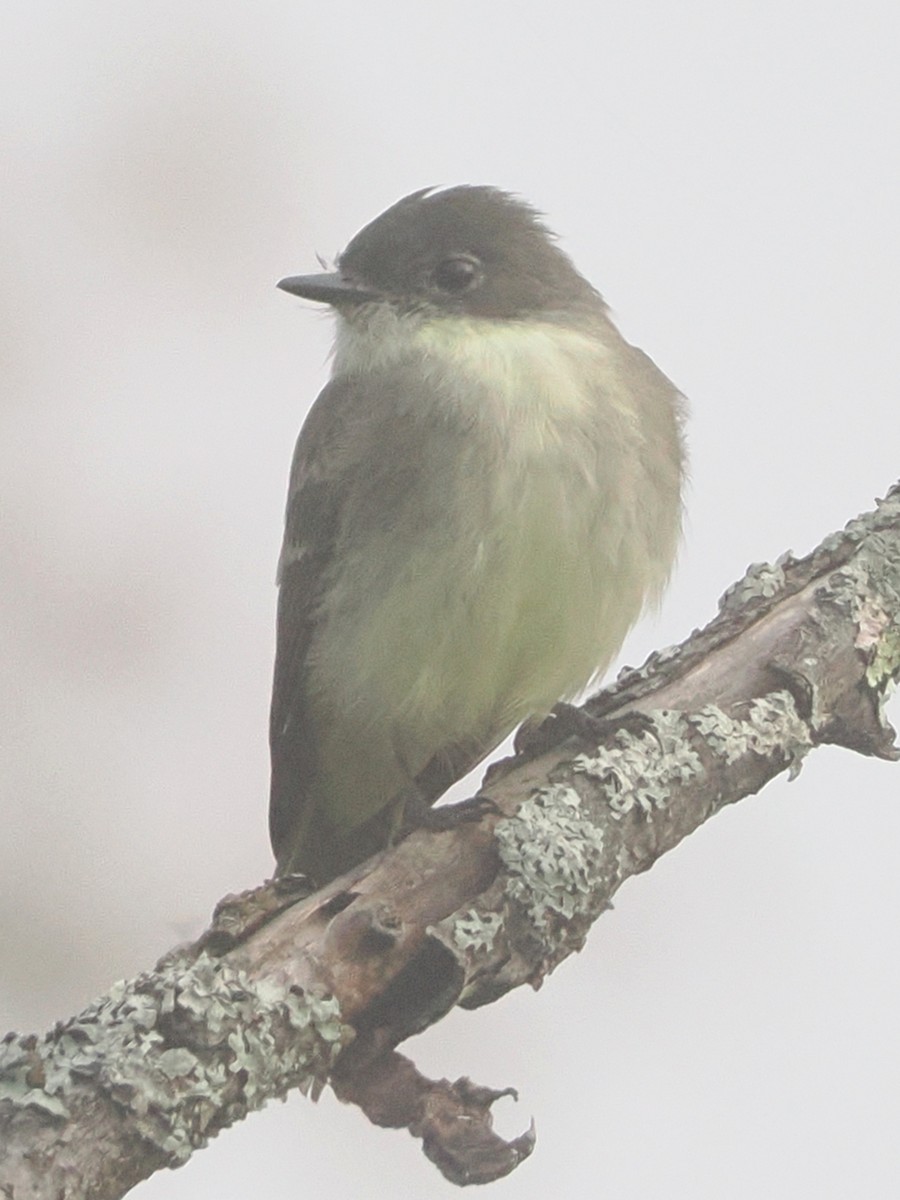 Eastern Phoebe - ML623685175