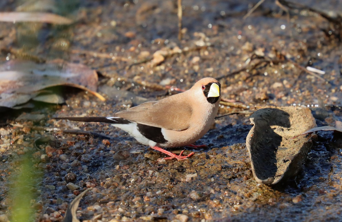 Masked Finch - ML623685197