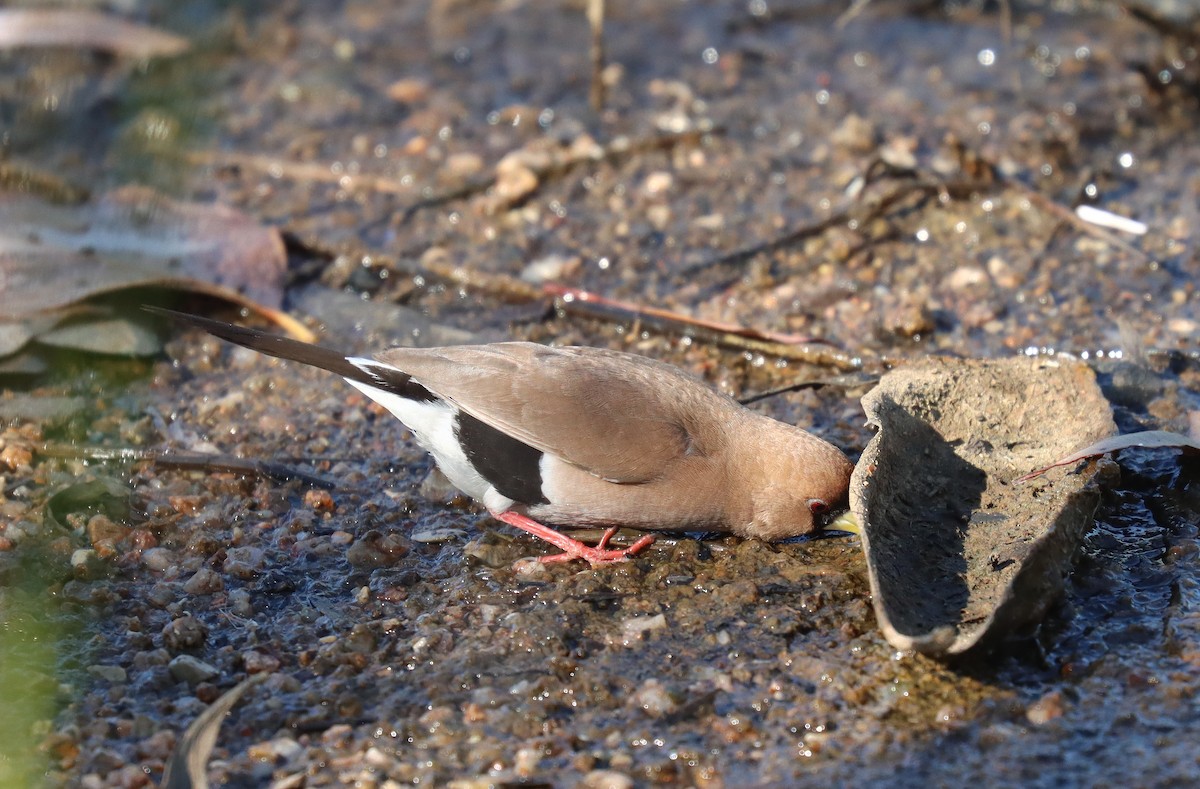 Masked Finch - ML623685198