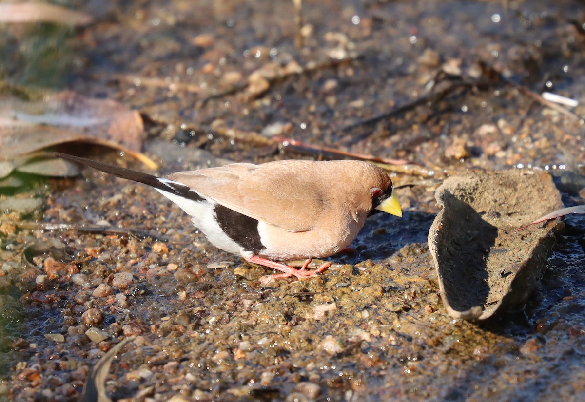 Masked Finch - ML623685199