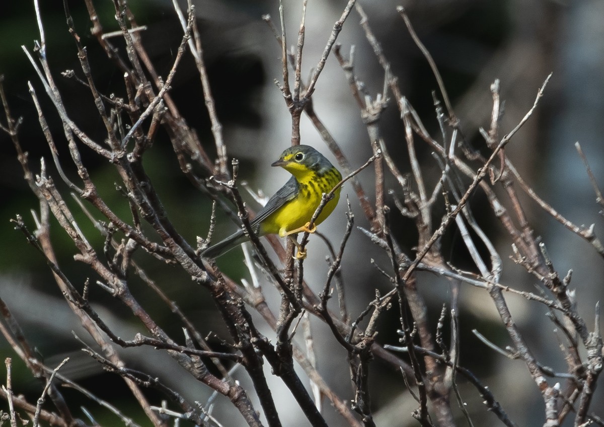 Canada Warbler - Bruce Mactavish