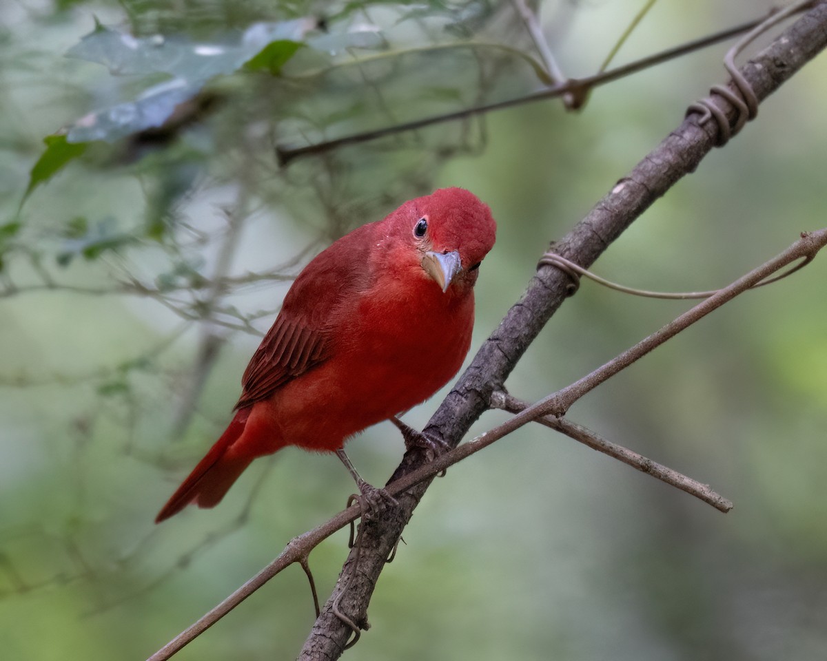 Summer Tanager - Russell Brown