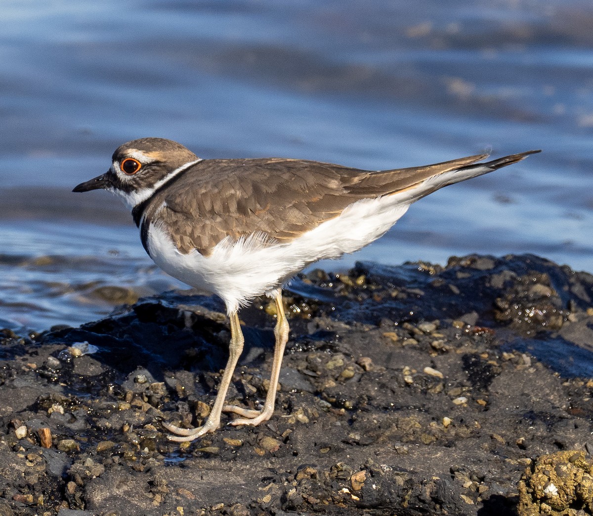 Killdeer - ML623685220