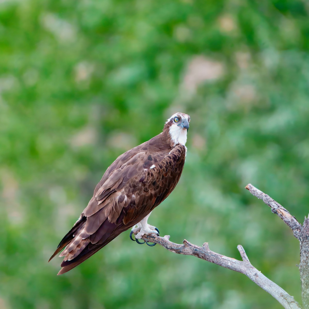 Osprey - ML623685222