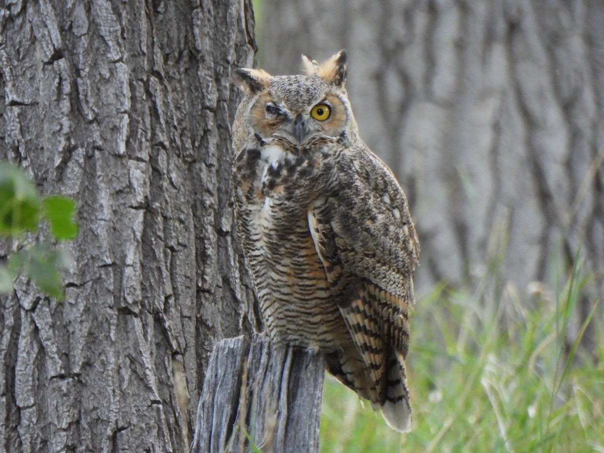 Great Horned Owl - ML623685230