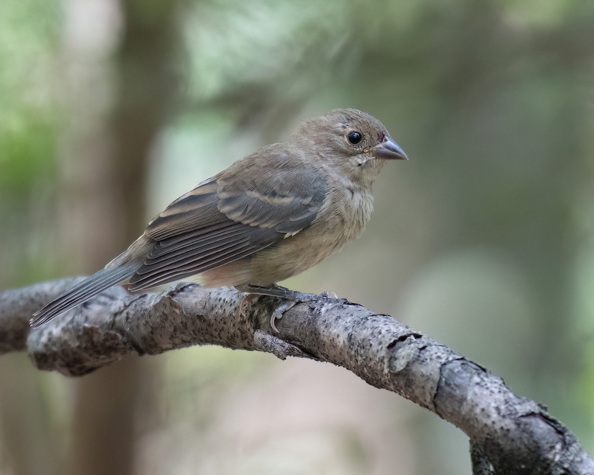 Passerin indigo - ML623685240