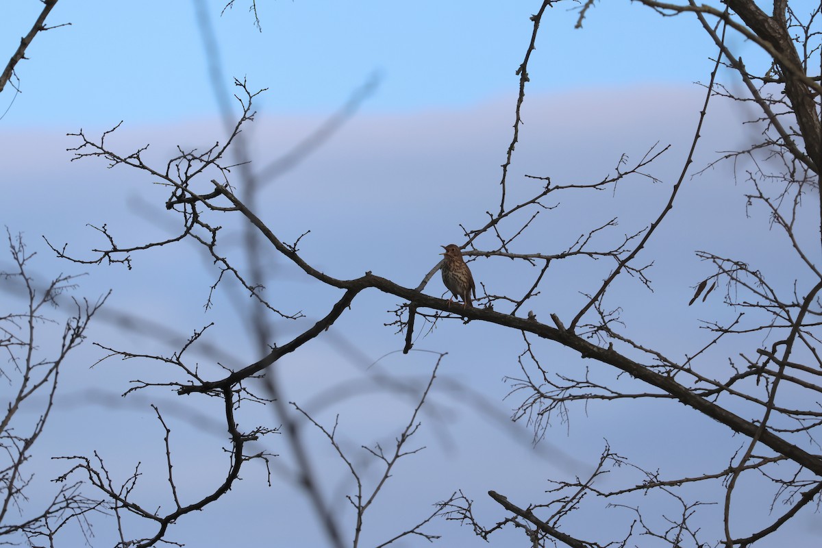 Song Thrush - ML623685281