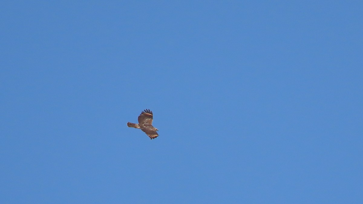 Red-shouldered Hawk - ML623685308