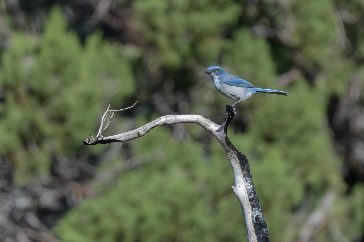 Woodhouse's Scrub-Jay - ML623685352