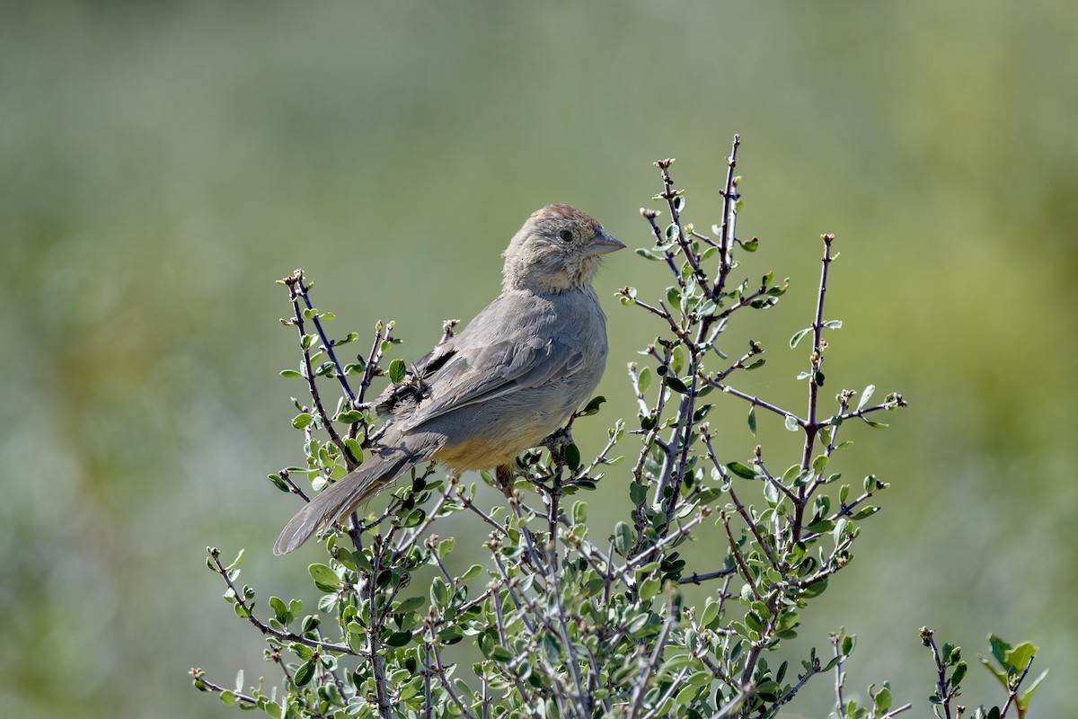 Canyon Towhee - ML623685363