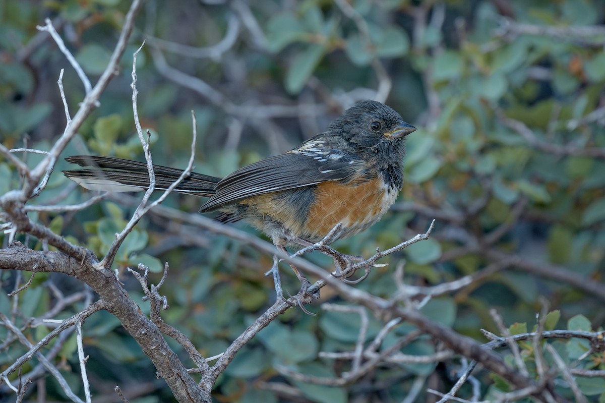 Spotted Towhee - ML623685376