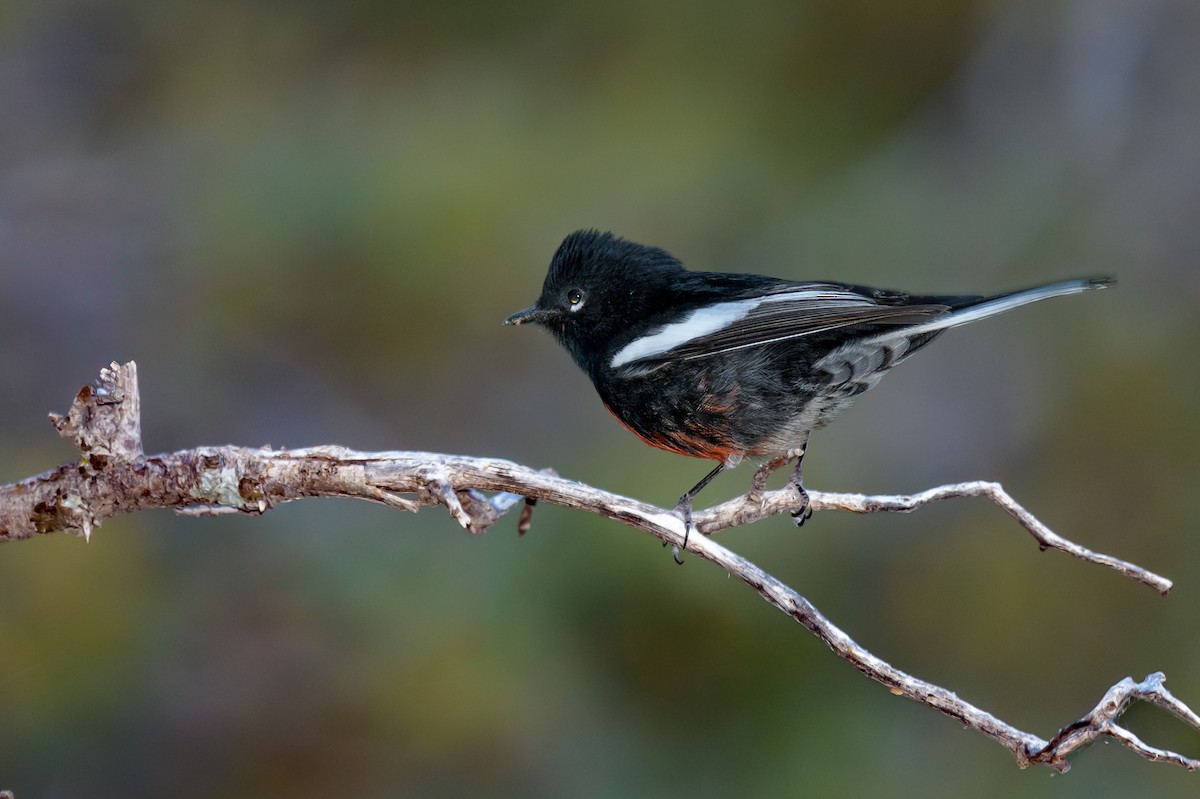 Painted Redstart - ML623685377