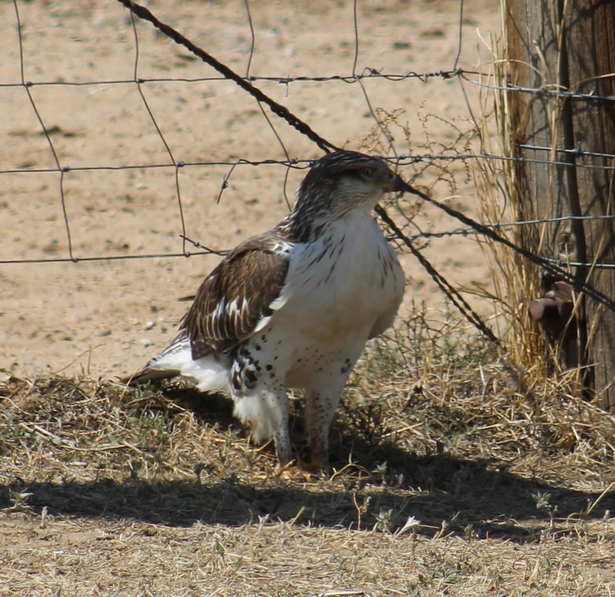 Ferruginous Hawk - ML623685379