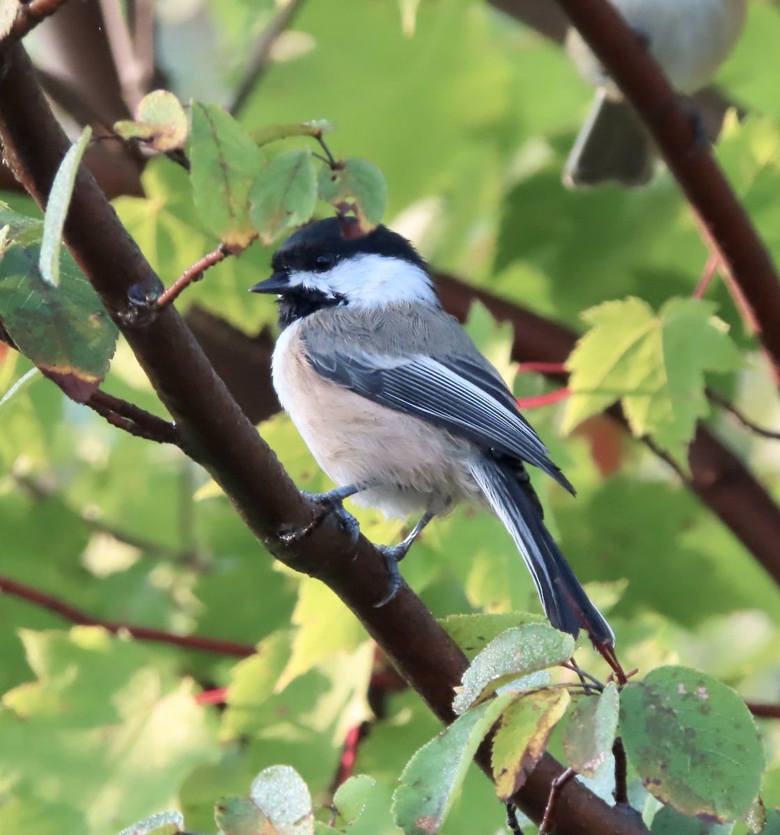 Black-capped Chickadee - ML623685424