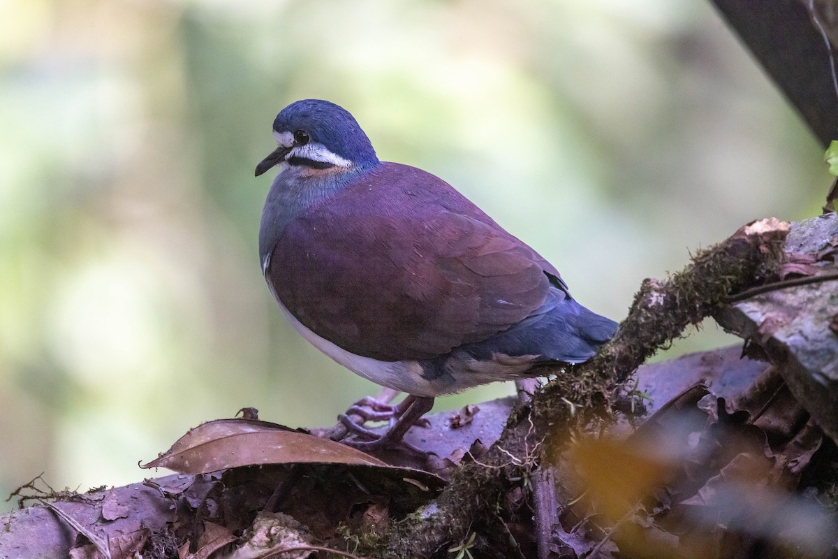 Paloma Perdiz Purpúrea - ML623685431