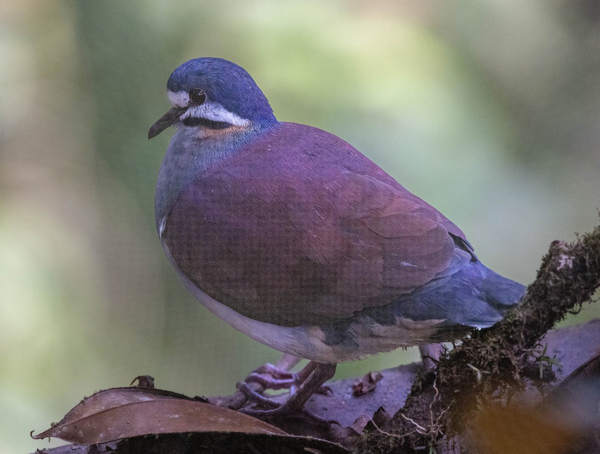 Purple Quail-Dove - ML623685432
