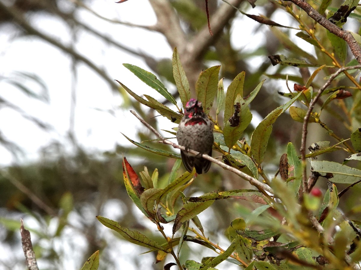 Anna's Hummingbird - ML623685437