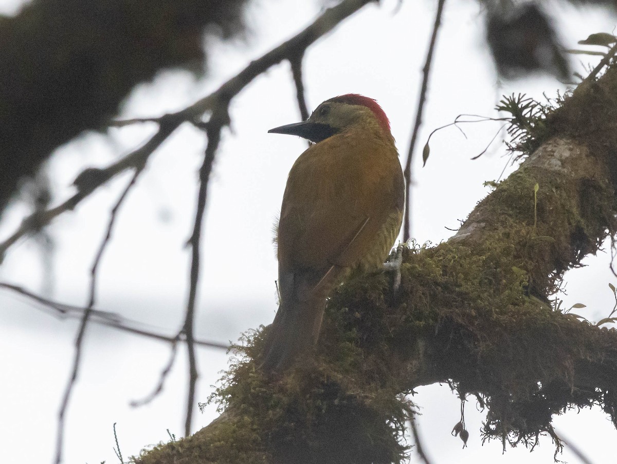 Golden-olive Woodpecker - Chris George