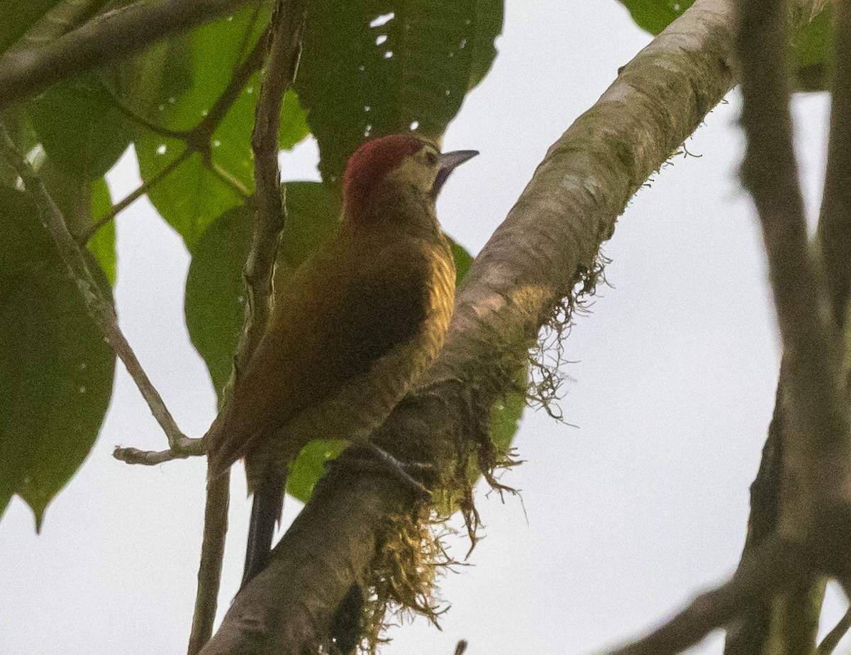 Golden-olive Woodpecker - ML623685464