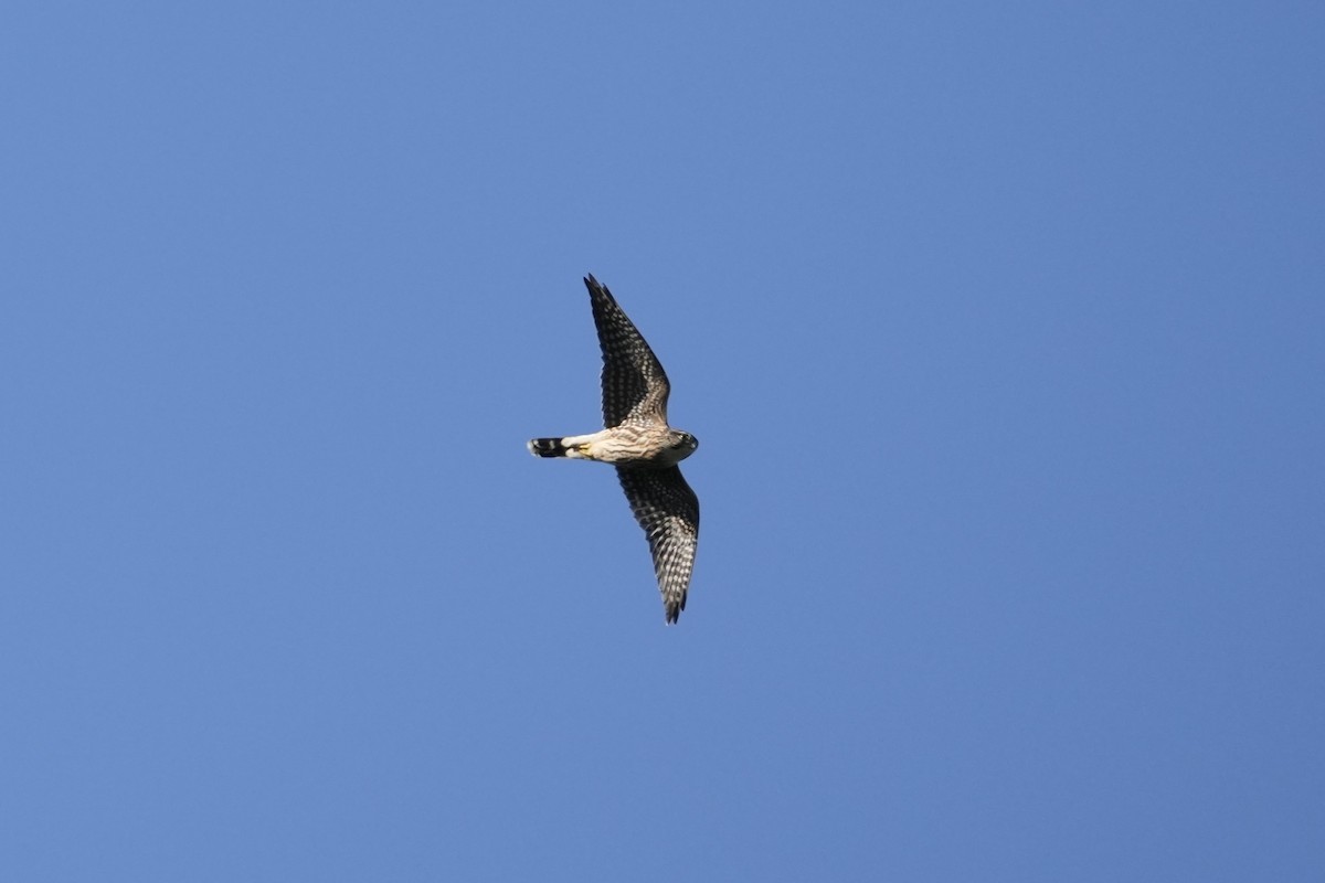 Peregrine Falcon - Matt Myers