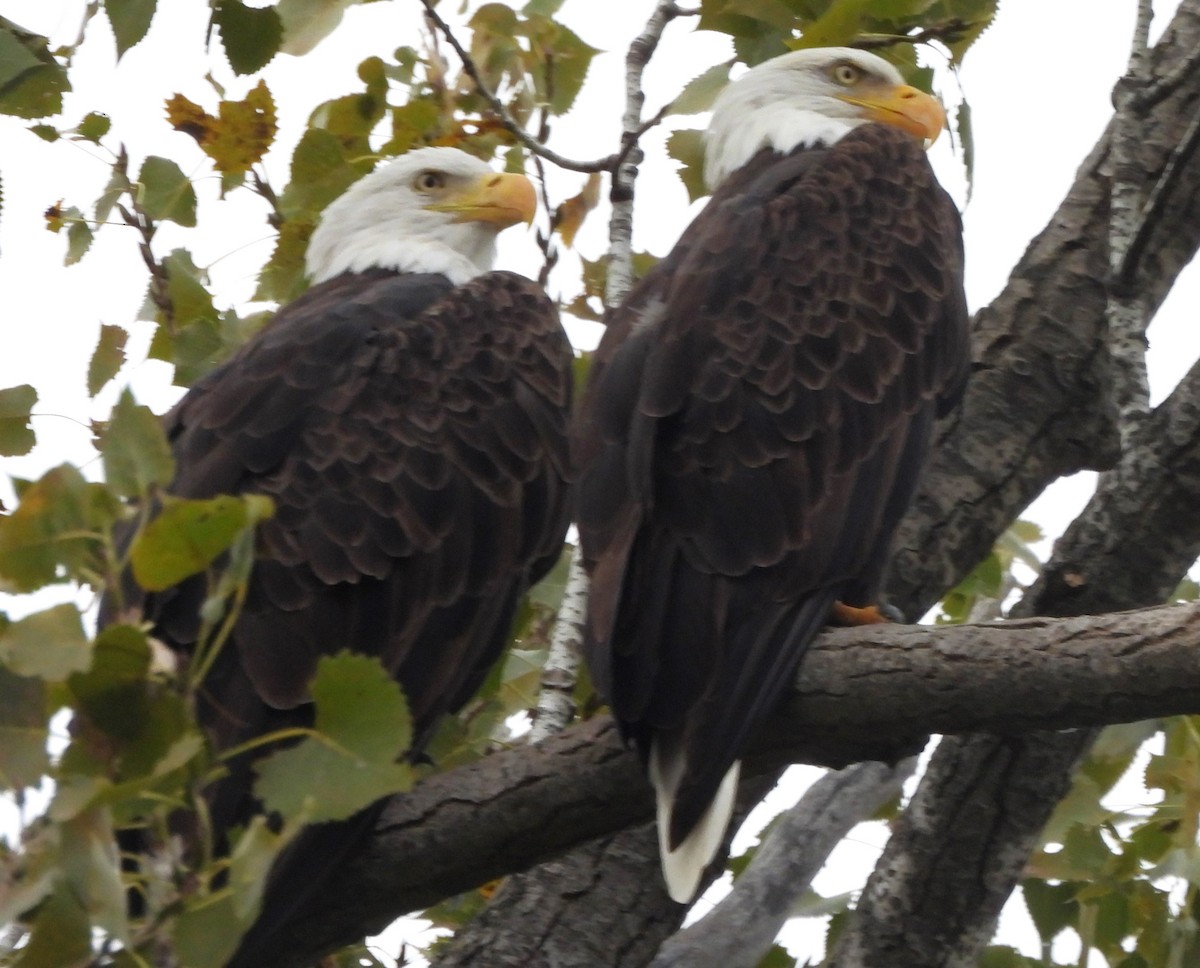 Bald Eagle - ML623685566