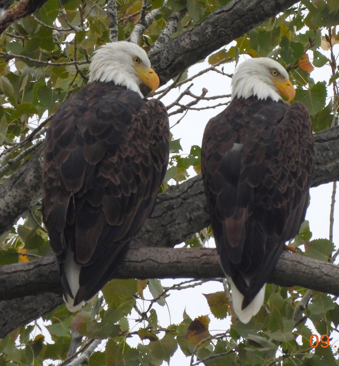 Bald Eagle - ML623685567