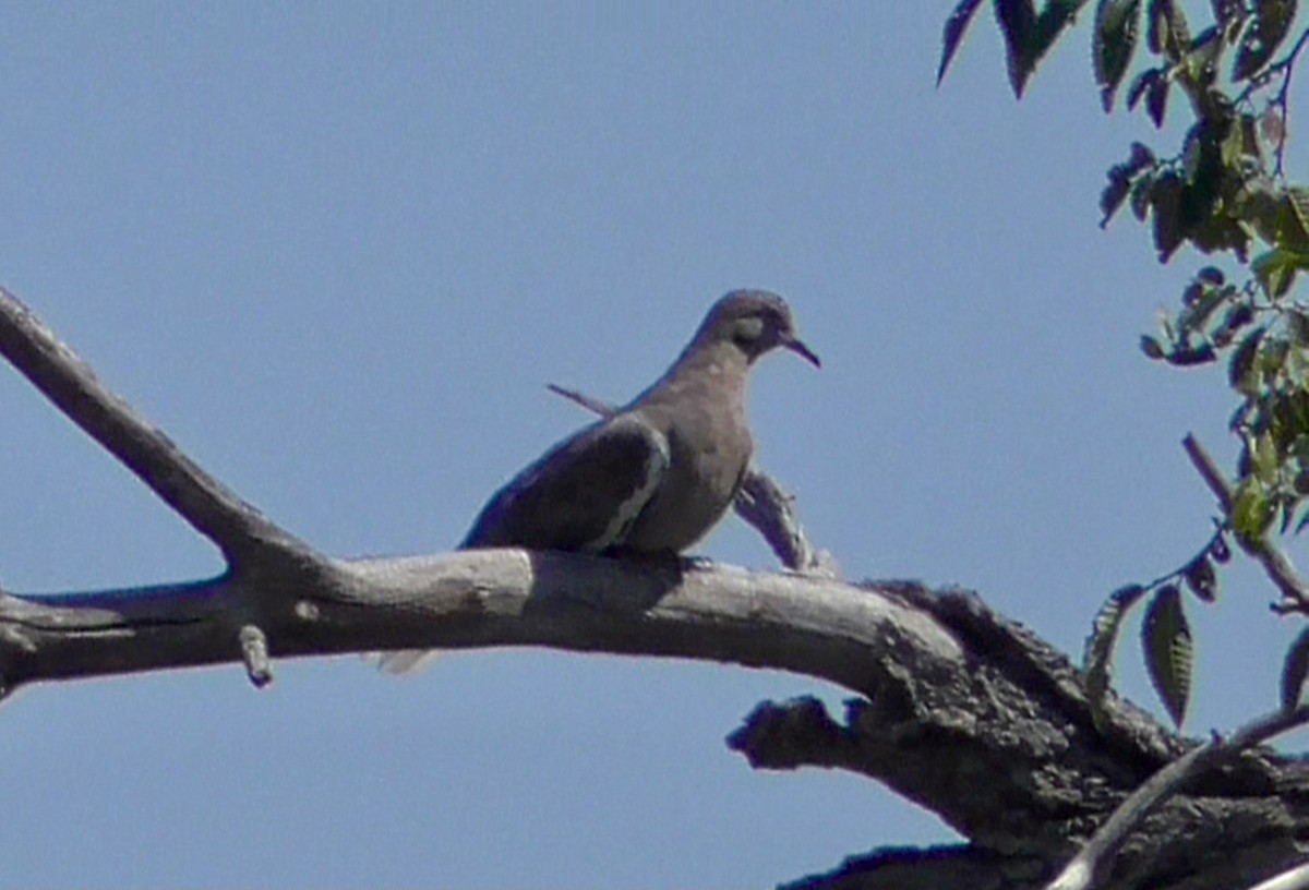 White-winged Dove - ML623685570