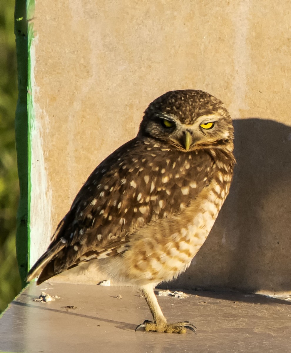 Burrowing Owl - ML623685587