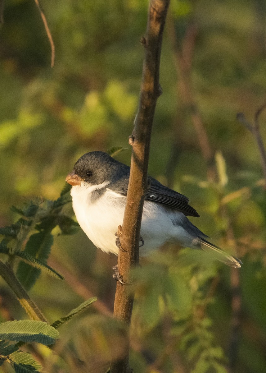 White-bellied Seedeater - Graciela  Neira