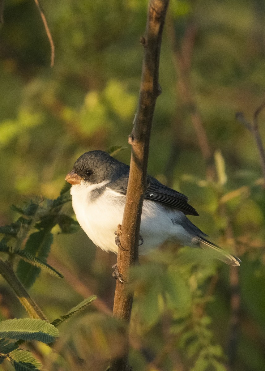 White-bellied Seedeater - ML623685613