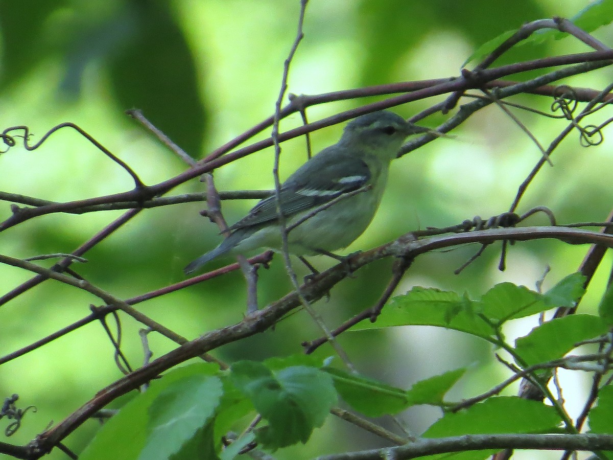 Cerulean Warbler - Ann Truesdale