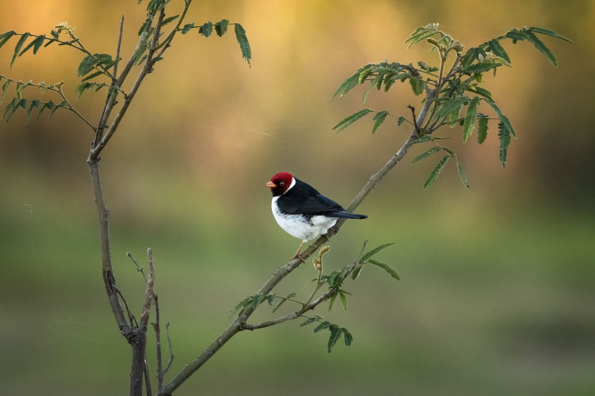 Yellow-billed Cardinal - ML623685627