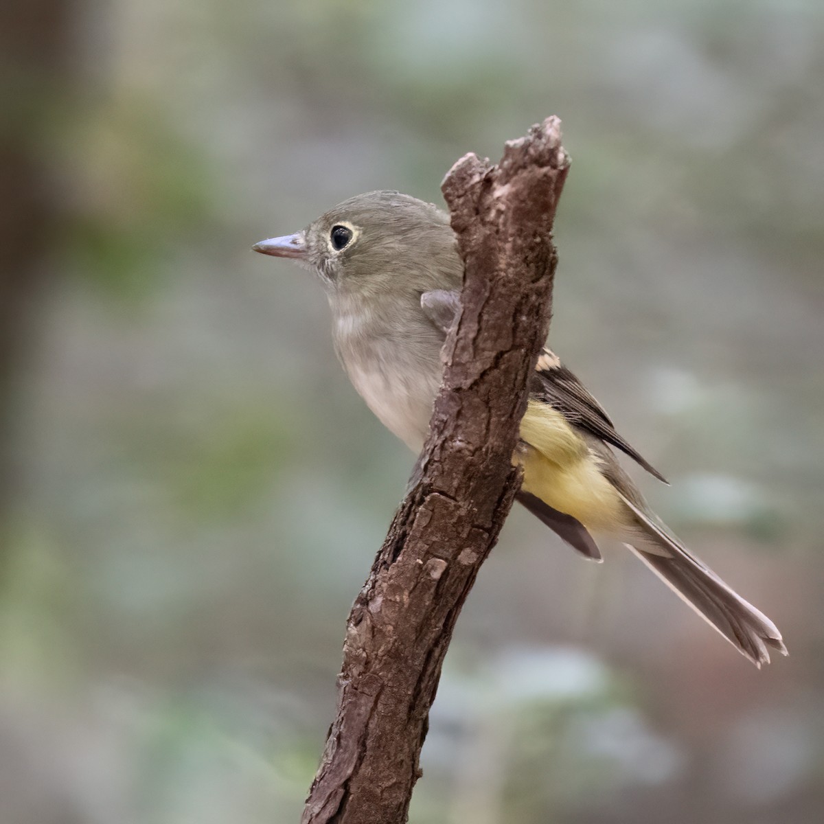 Least Flycatcher - ML623685647