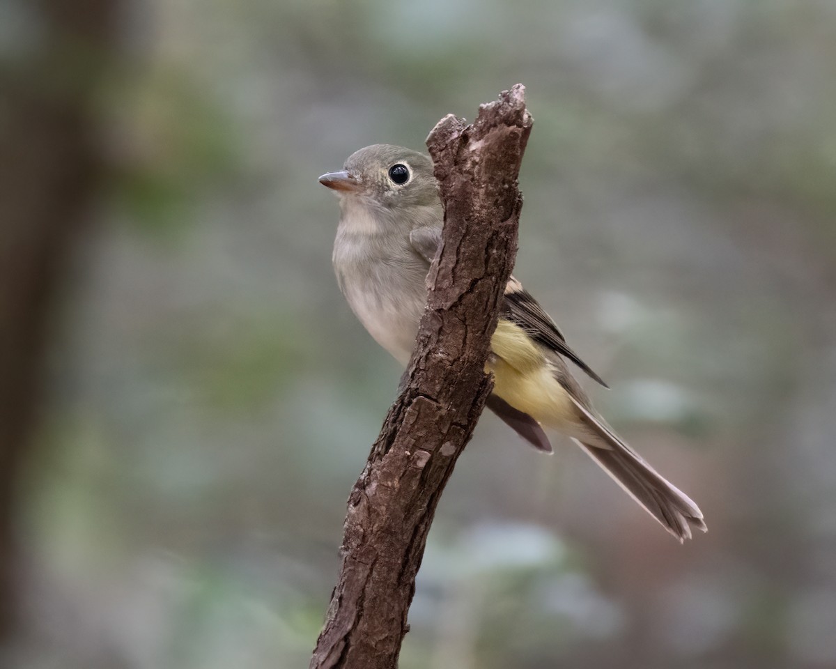 Least Flycatcher - ML623685648