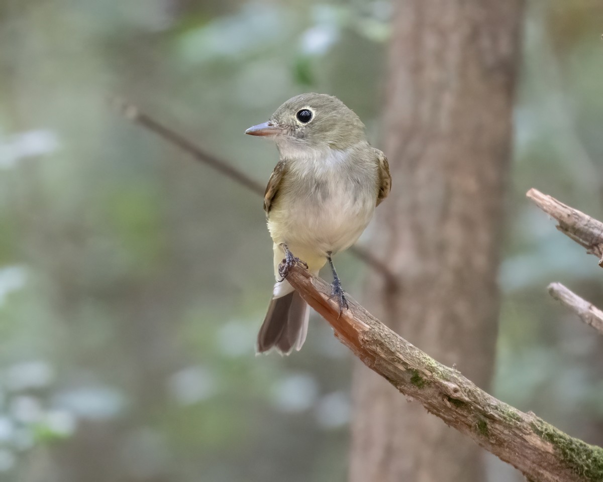 Least Flycatcher - ML623685651