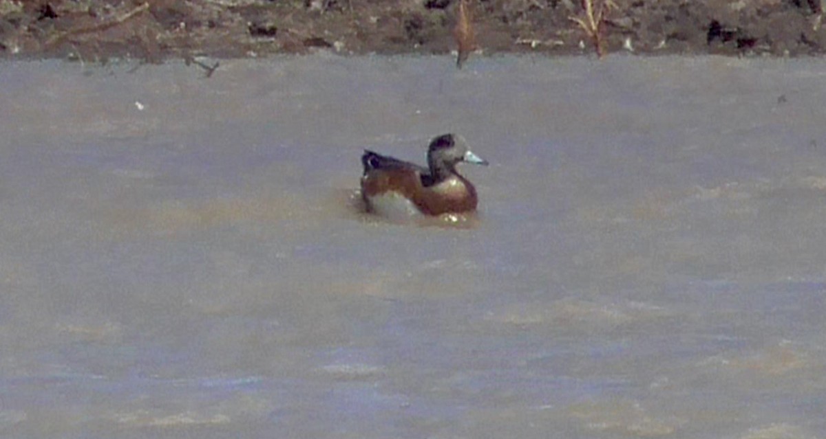 American Wigeon - ML623685767