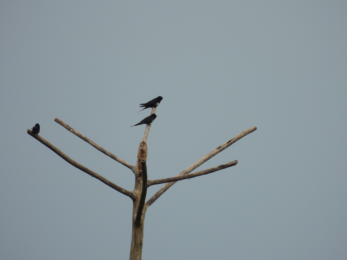 White-banded Swallow - ML623685769