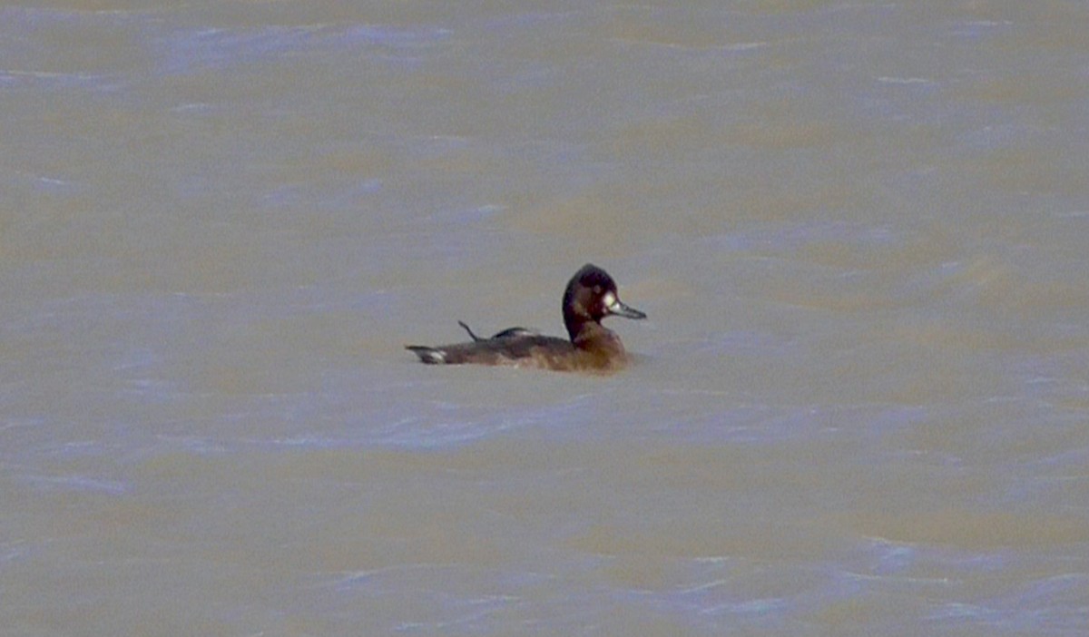 Lesser Scaup - ML623685779