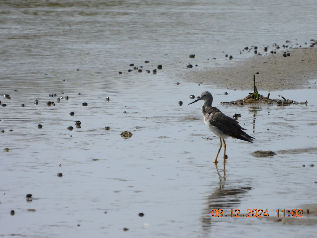 Greater Yellowlegs - ML623685821