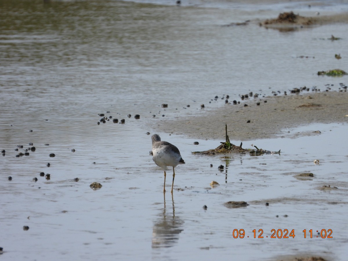 Greater Yellowlegs - ML623685822