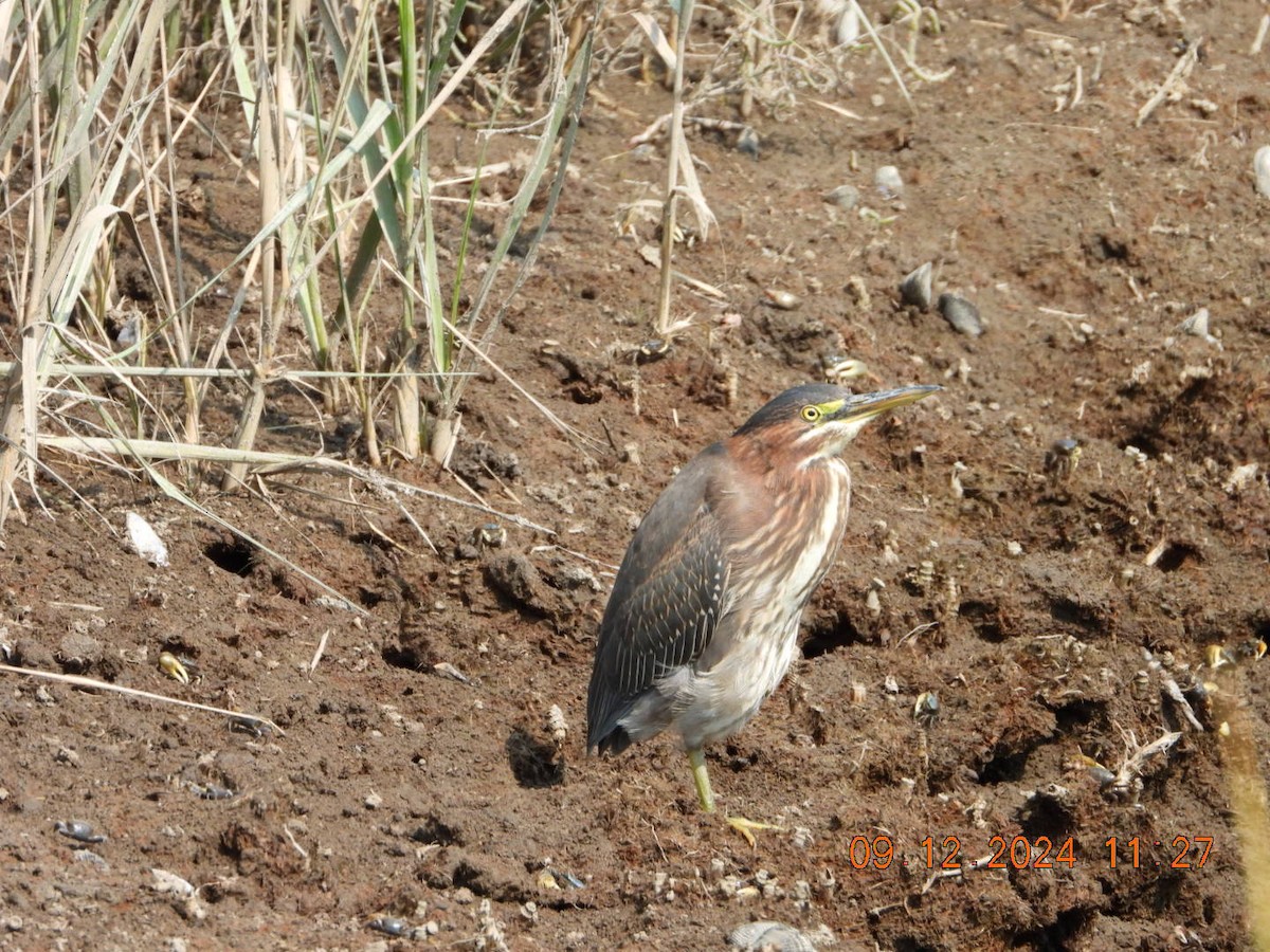 Green Heron - ML623685827