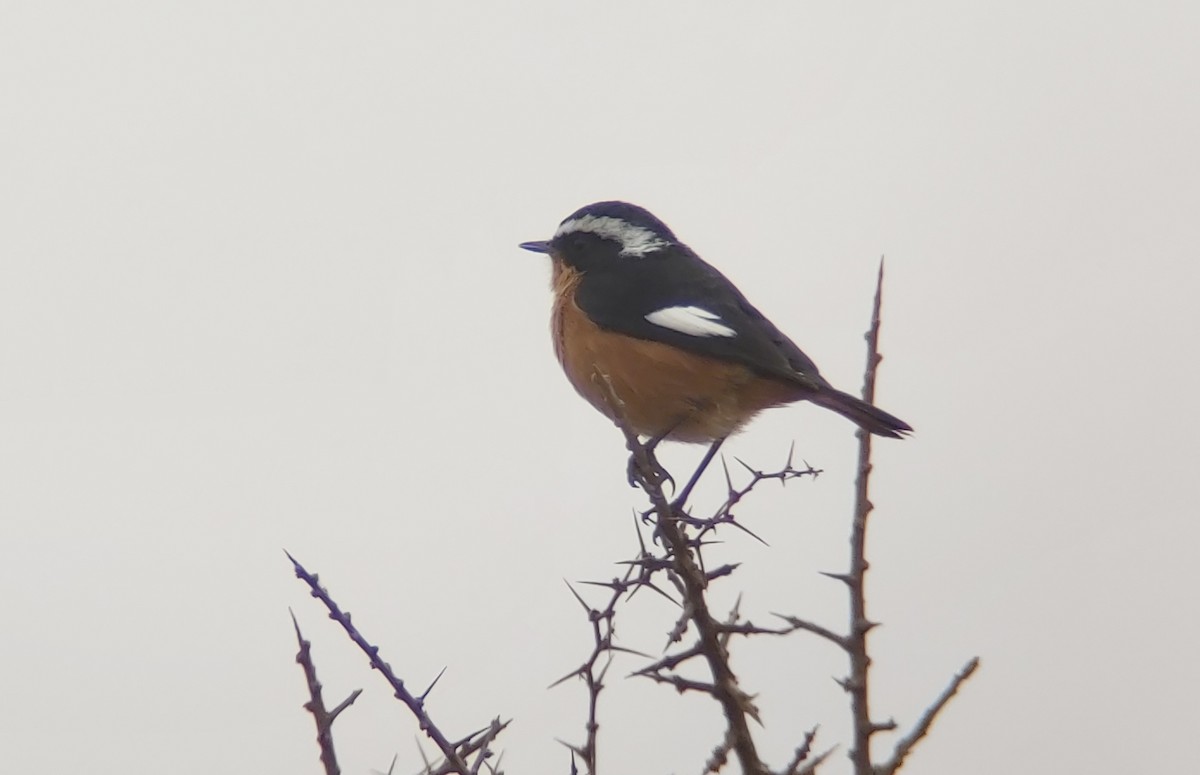 Moussier's Redstart - ML623685835