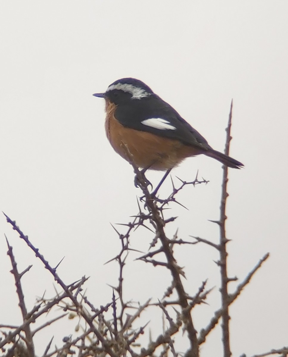 Moussier's Redstart - ML623685838