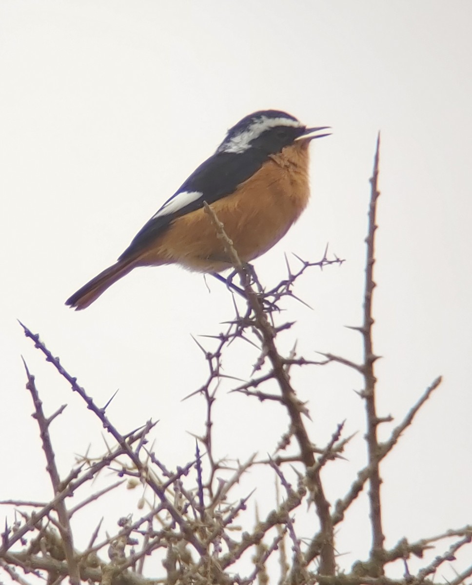 Moussier's Redstart - ML623685840