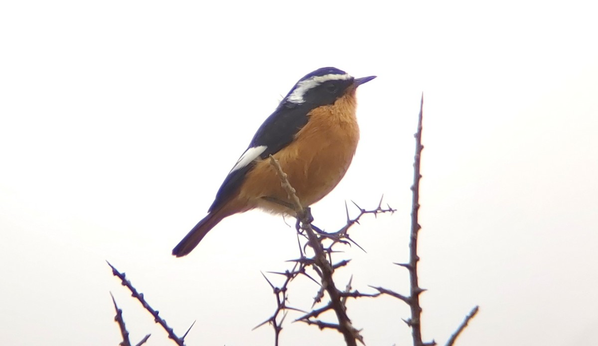 Moussier's Redstart - ML623685843