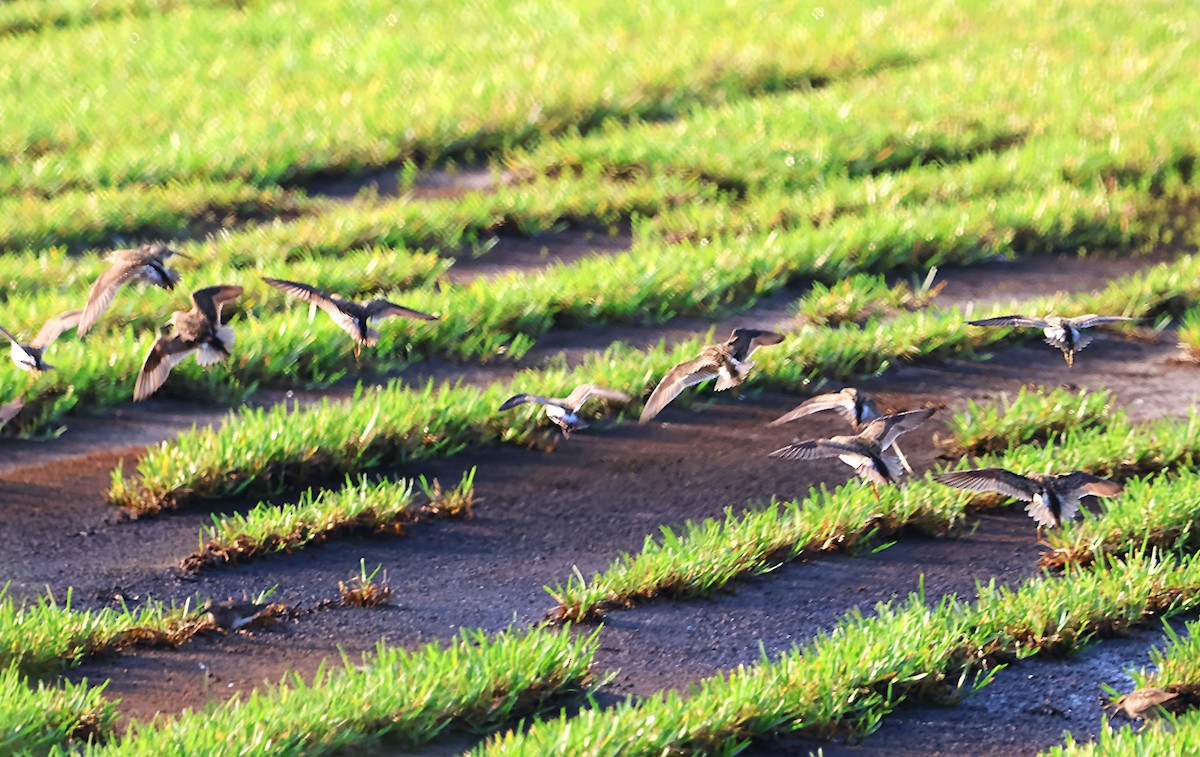 Pectoral Sandpiper - John P Sullivan III