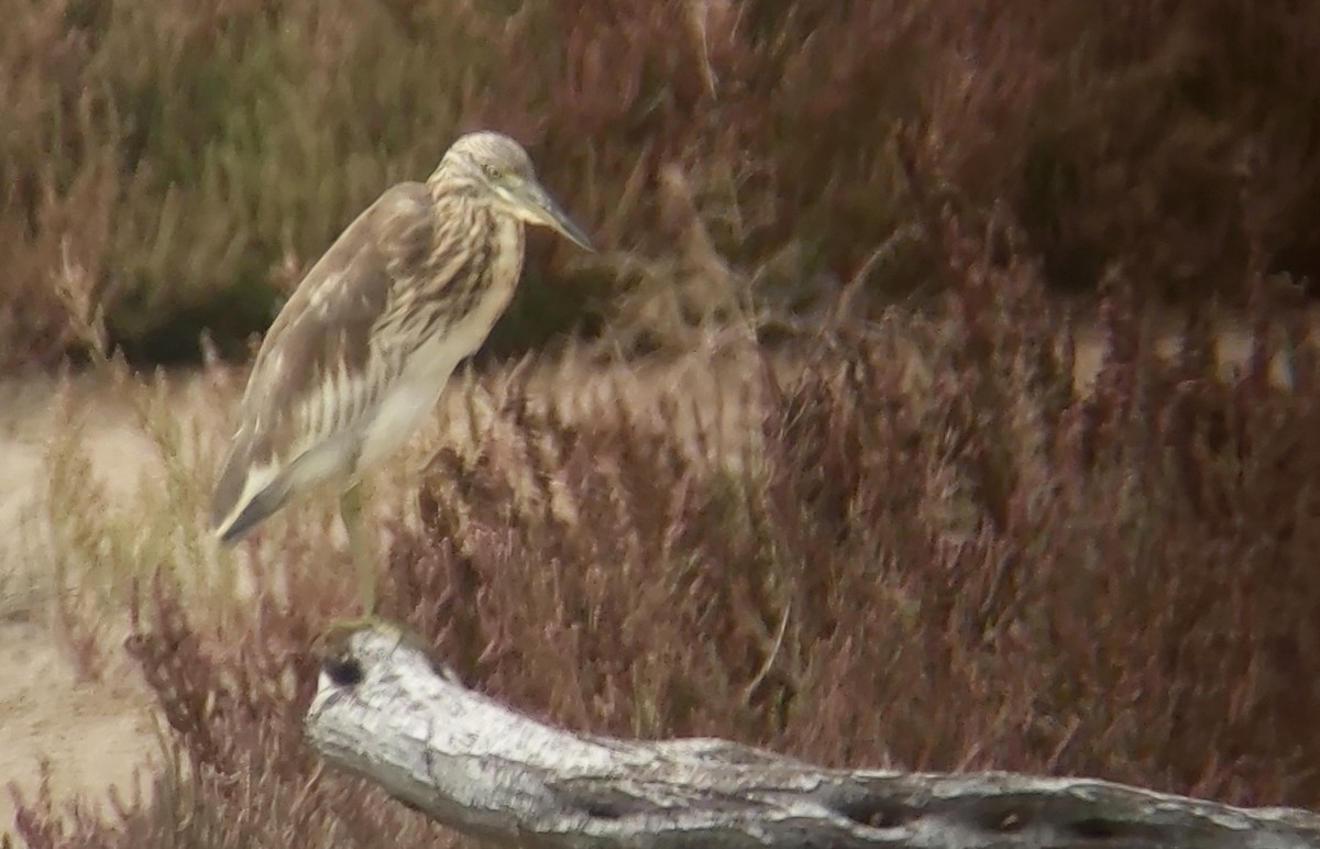 Squacco Heron - Jay VanderGaast