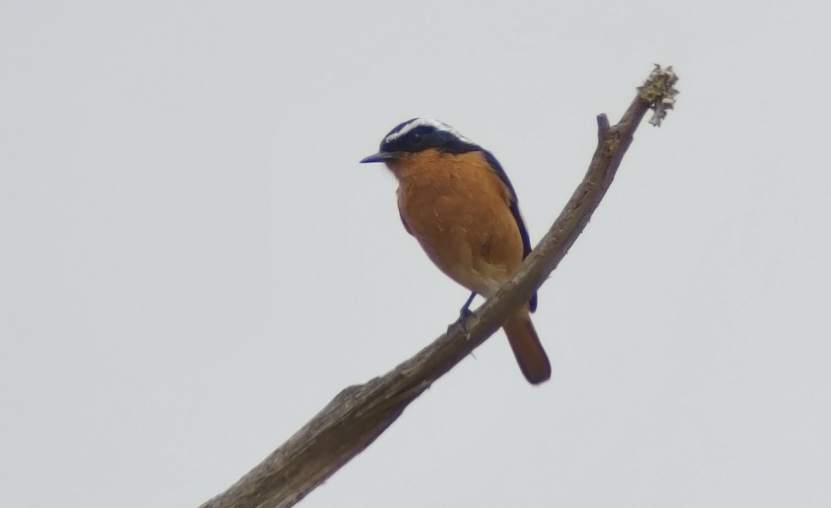 Moussier's Redstart - ML623685871