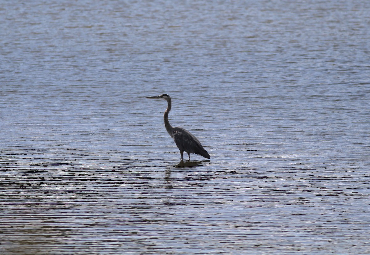 Great Blue Heron - ML623685904
