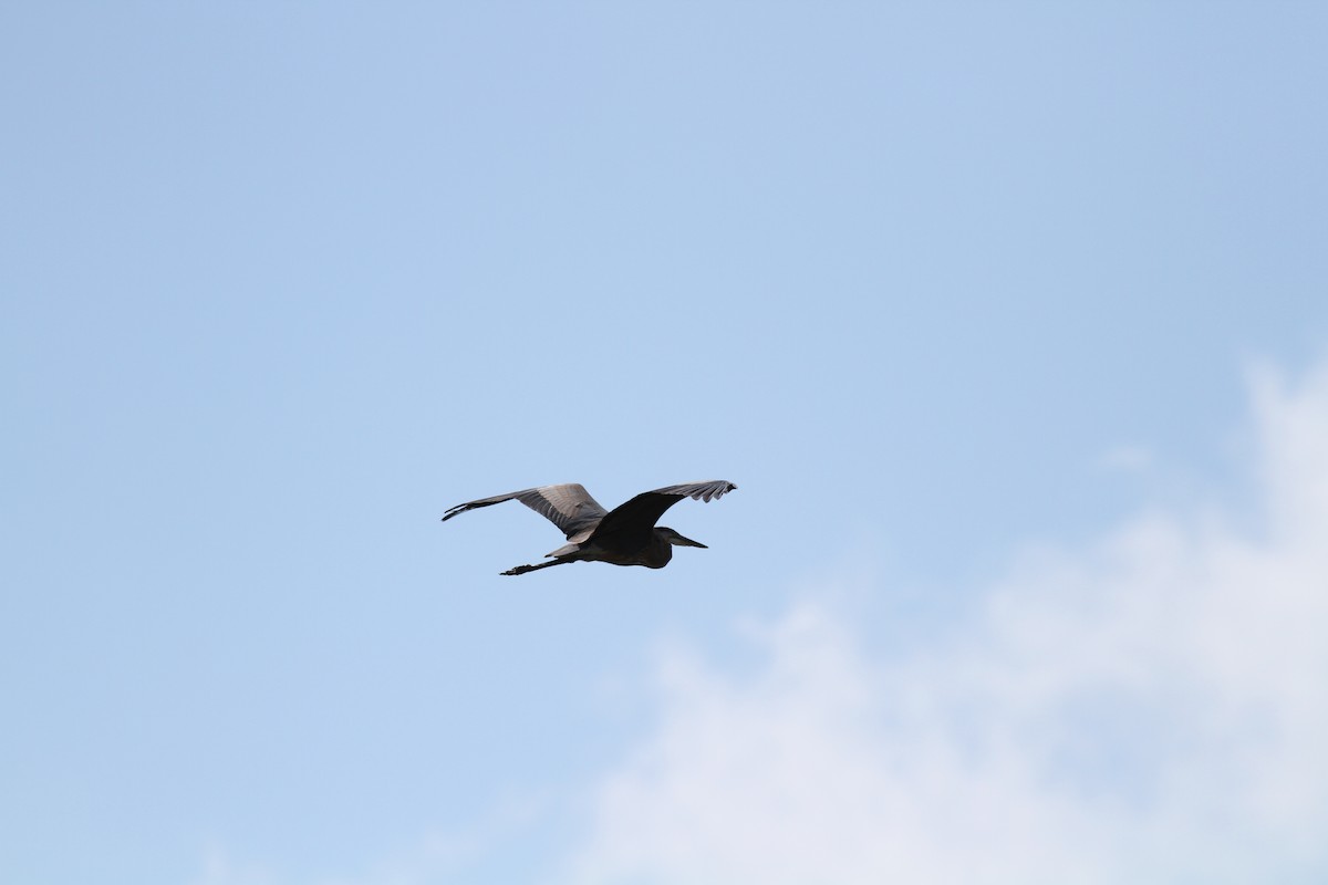 Great Blue Heron - ML623685905